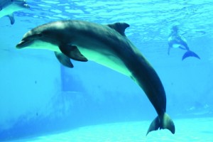 28. various aquariums and waterparks around Rimini celebrate the animals of the sea