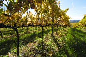 walking among vineyard