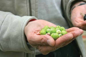 Olives in the palm