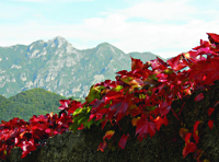 Autumn Colors on Stone Wall in Scala200px