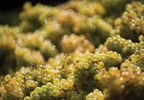 garganega