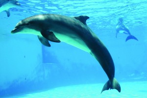 *28. various aquariums and waterparks around Rimini celebrate the animals of the sea