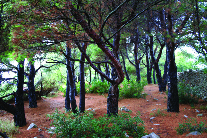 Glistening rain-coated pines