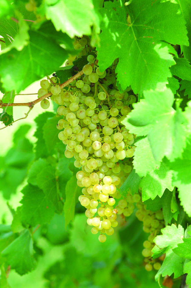 The 'Prosecco' grape is nowadays known as Glera
