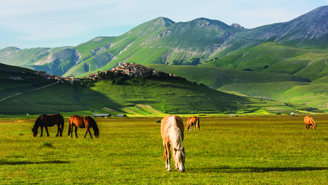 Sibillini mountains, horses
