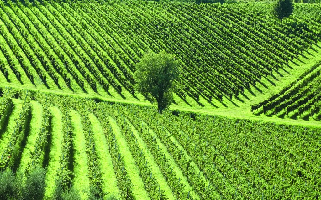 Vineyards angle across the rolling hills of Northern Italy