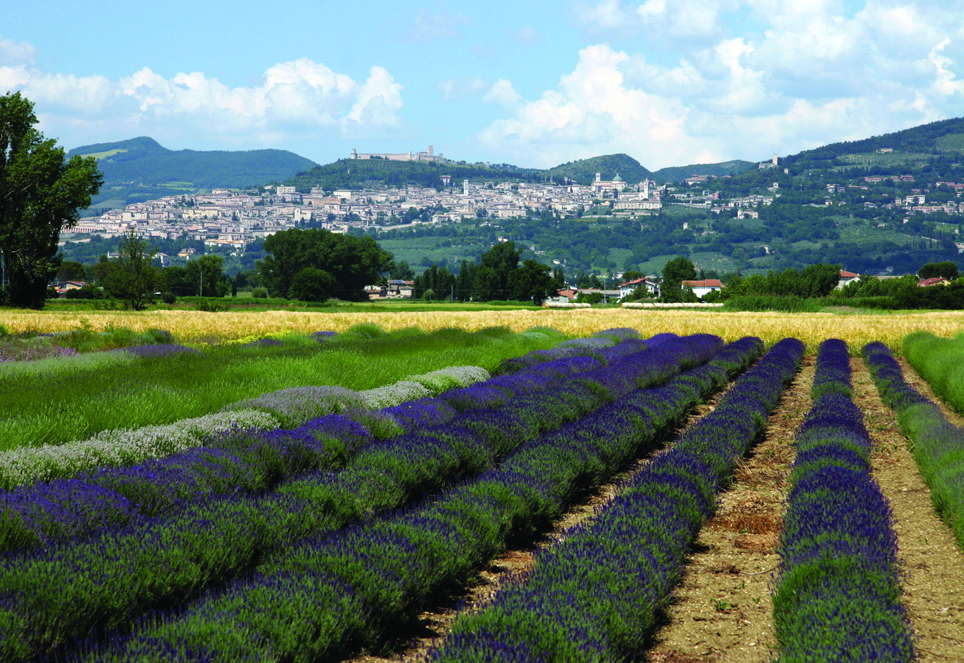 Lavender Field, Assisi