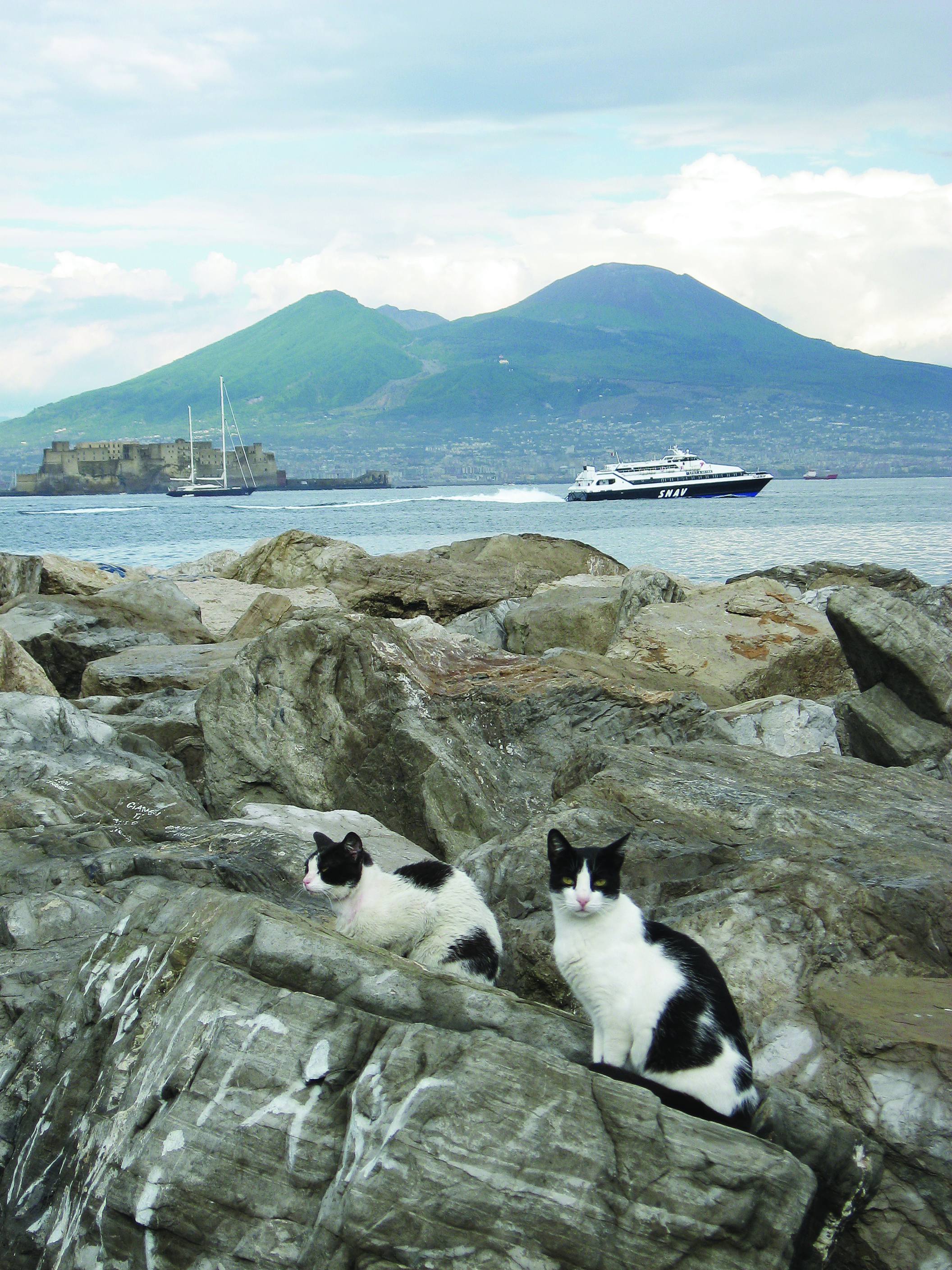 Naples - harbour - feral cats  2006-06-04