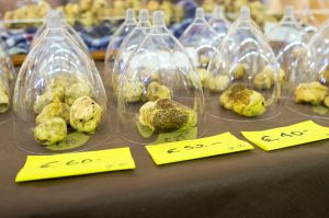White truffles exposition at the International Fair of the Truffle of Alba (Cuneo Province, Piedmont, Italy).