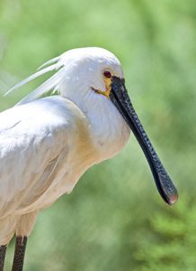 spoonbill