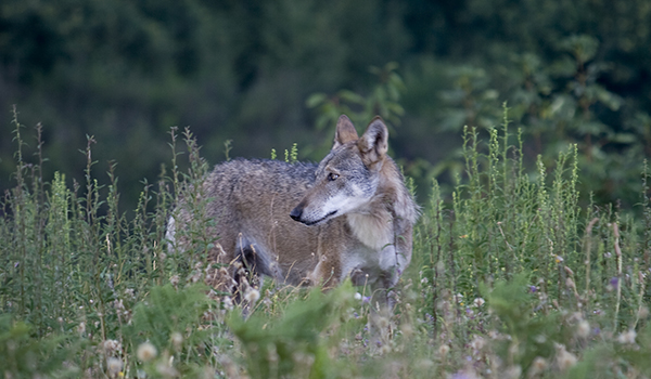 Ten Italian creatures we want to spot | Italy Travel and Life Ten Italian creatures we want to spot | Italy Travel and Life