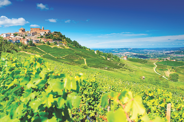 Barolo vineyard Piedmont italy