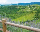 Summer landscape with vineyards in Monferrato (Piedmont, Italy)