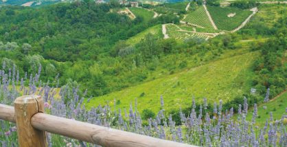 Summer landscape with vineyards in Monferrato (Piedmont, Italy)