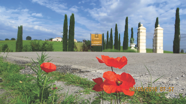 Bevagna and Cannara wine estate in Umbria