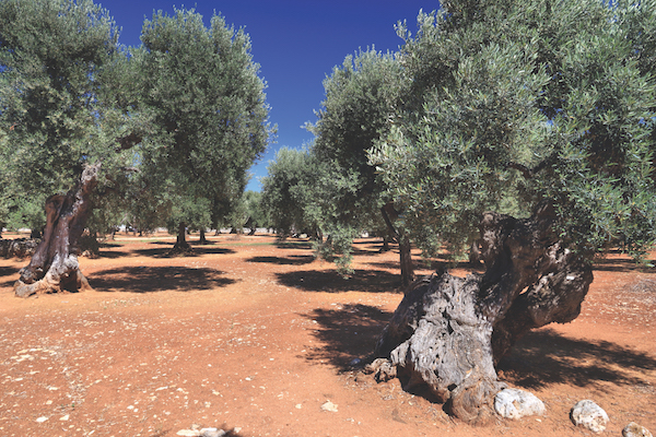 Apulia olive trees - olive oil making region in Bari Province, Italy.