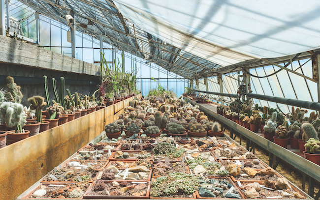 Cacti Glasshouse Pallanca Exotic Garden Bordighera