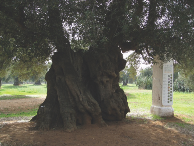 Puglia olive tree