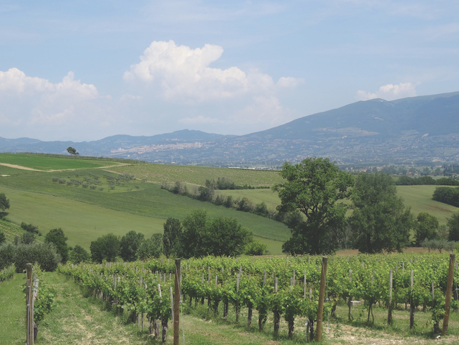 View from Cantina Diogini Umbria