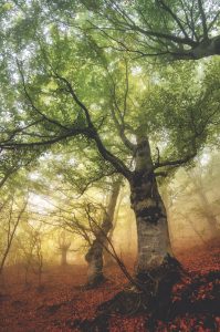 Chestnut forest in Piedmont, Italy