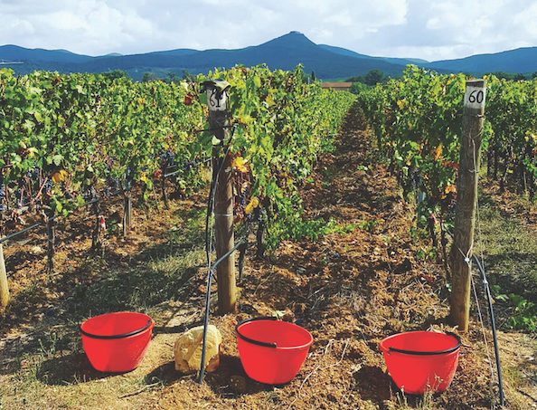 The vineyard at Tenuta Guado al Tasso, Tuscany