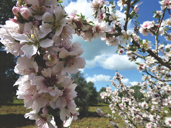 Almond blossom, Sicily