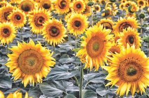 Sunflowers in Le Marche