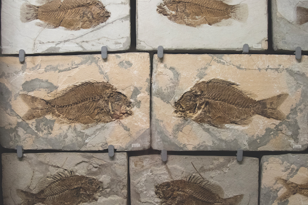 fossilised fish 