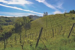 Vineyards in Oltrepo Pavese