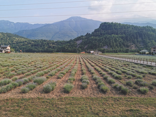 demonte lavender fields