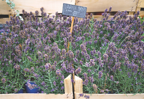 lavender on sale in Italy