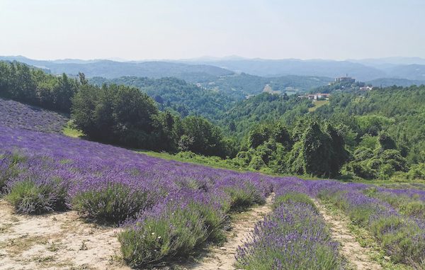 lavender fields in Piedmont