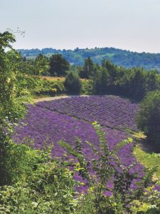 lavender fields, Cuneo