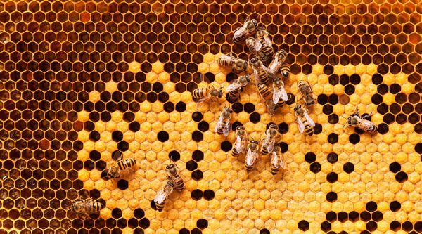 tuscan beekeeping, bees on honeycomb