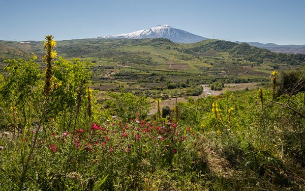 Wildflowers by Mt Etna, Sicily