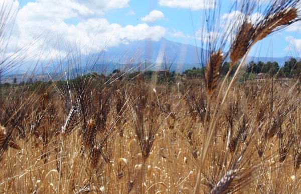 Wheat fields with mt etna in background