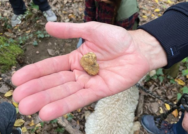 Hand holding out a small, white truffle