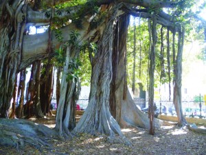 Sicily_Banyan tree 2