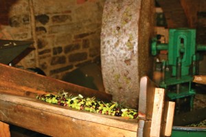 Olives being pressed