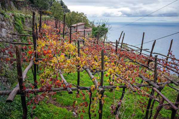 Vineyards near Furore with reddening leaves