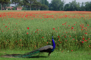 Veneto grandeur