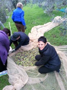 Olive picking at Casa Falcioni
