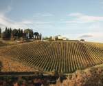Drink Italia! the best Tuscan red wines