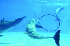*29. various aquariums and waterparks around Rimini celebrate the animals of the sea