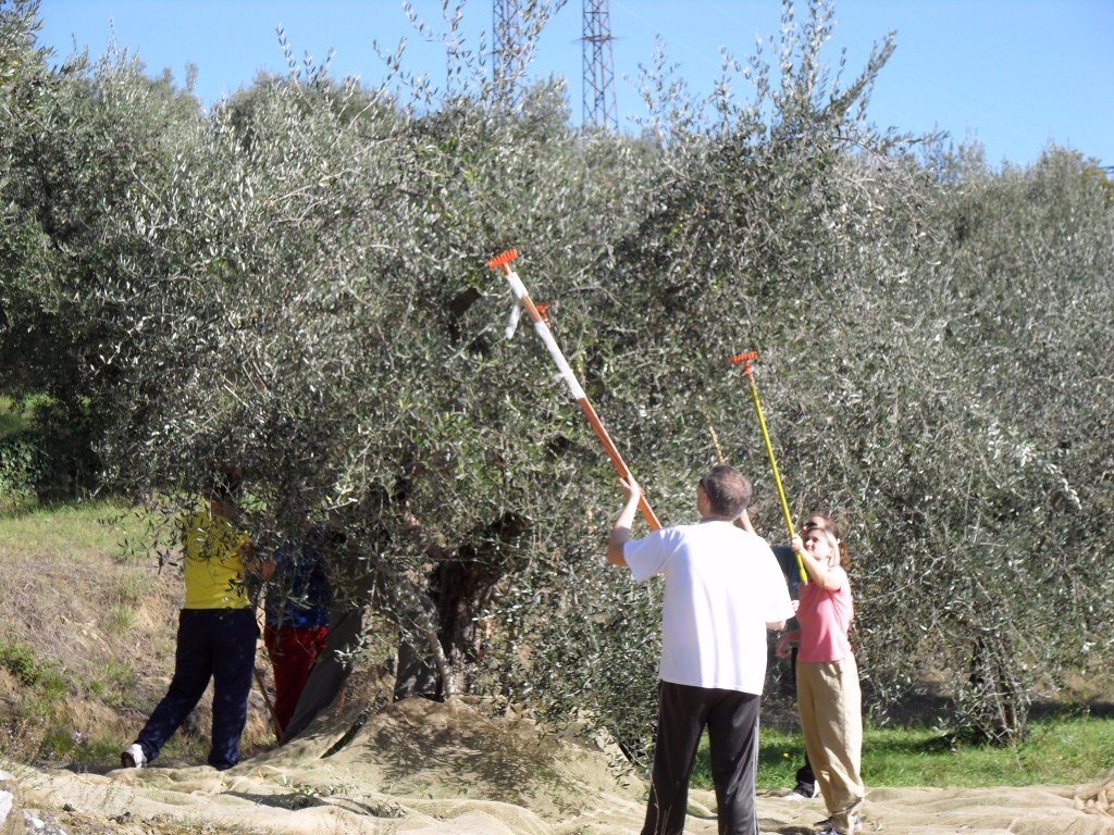 Olive Picking 3