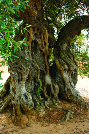 *The best olive trees are hundres of years old