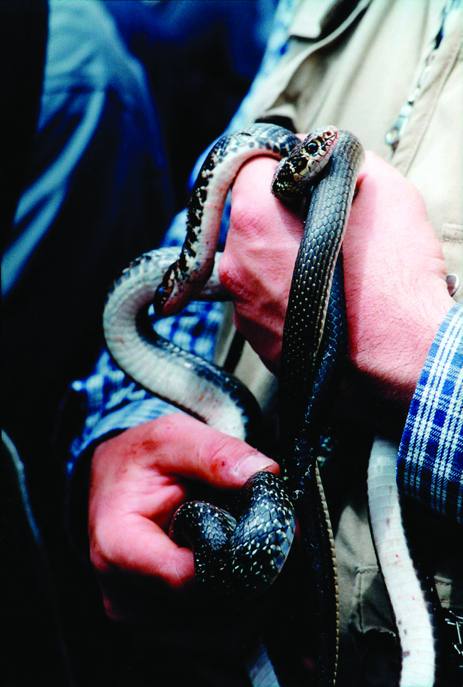 hands pierced with snake bites, an occupational hazard