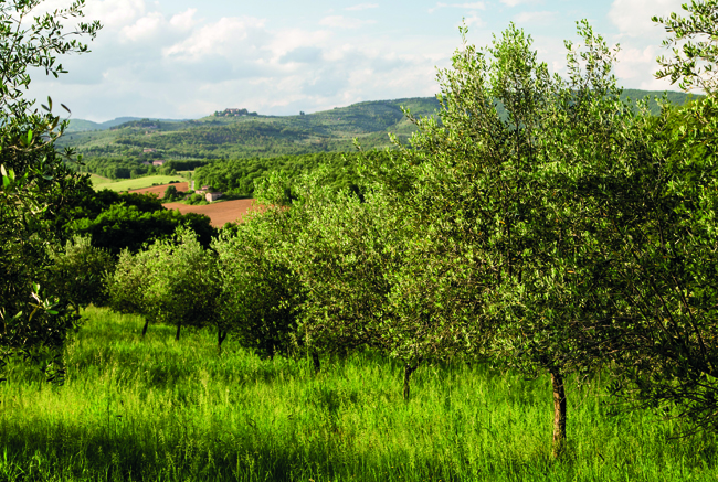 Olive grove near Castel Monastero