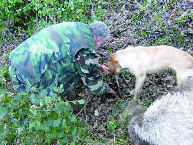 Truffle hunting...