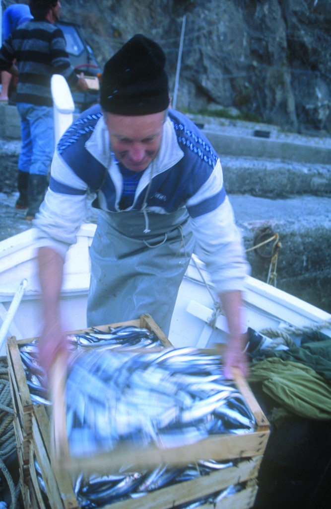 Fish market, Monterosso, Cinque Terre, Liguria, Italy